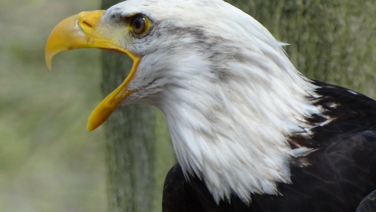 Bald Eagles Return to Tacoma