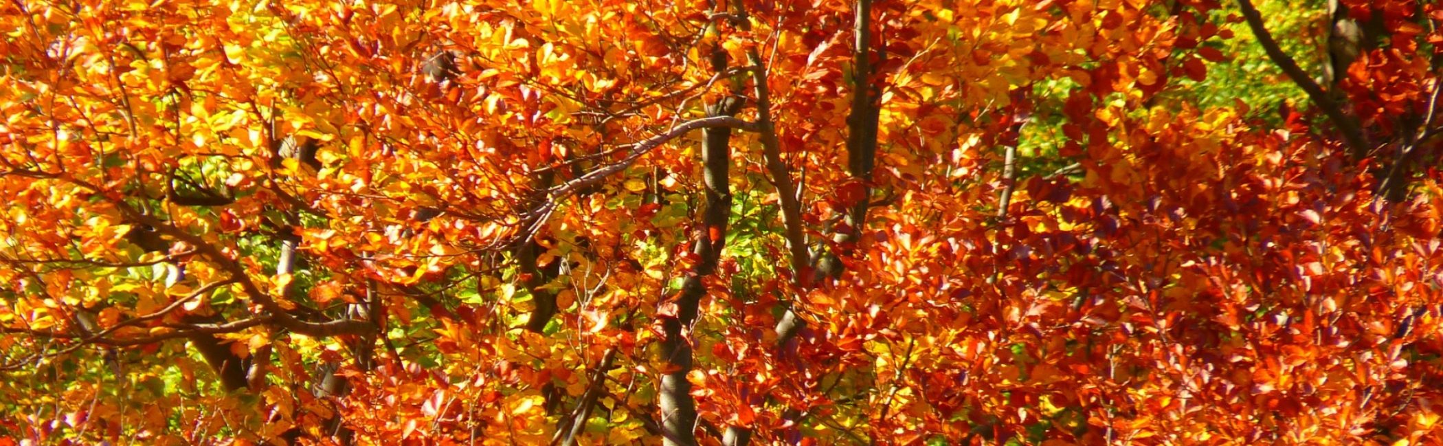 Fall Picnic Rescheduled